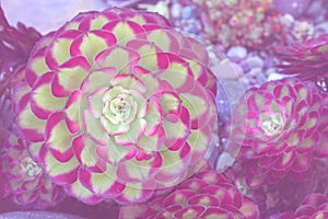 Macro Red Green of Succulent echeveria plant in the house garden - nature Texture Background , Floral backdrop and beautiful detai