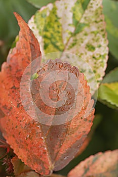Macro of red leaf with green leaf in background