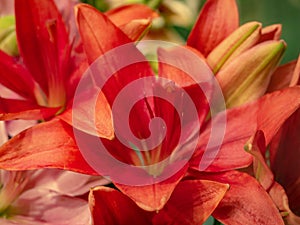 Macro of red lily flower, saint valentine day