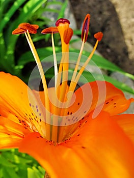 Macro of red, orange flower with pollen on anther.