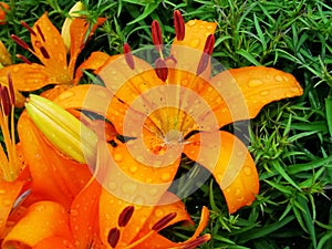 Macro of red, orange flower with pollen on anther.