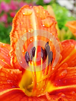 Macro of red, orange flower with pollen on anther.