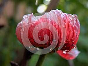 Macro Red Poppy Bud With Water Droplets