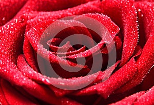 Macro of Red Rose with Dewdrops.