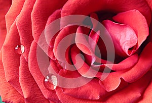 Macro of Red Rose with Dewdrops