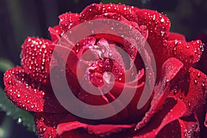 Macro of red rose with pearly dew drops