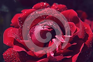 Macro of red rose with pearly raindrops
