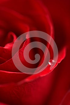 Macro of red rose with water drop