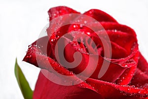 Macro of red rose with water droplets.