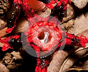 Macro of a red shiny slimy fungus