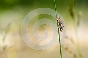 Macro of a red soldier beetle, Rhagonycha fulva, on a reed stem