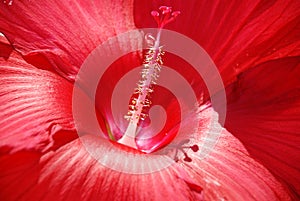 Macro of a red stamen casting a shadow on the petal. Red hybiscus flower