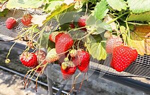 Macro red Strawberry hanging farm full of ripe strawberries i