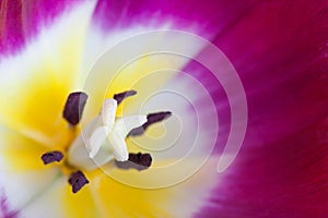 Macro of red Tulip flower.