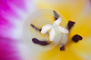 Macro of red Tulip flower.