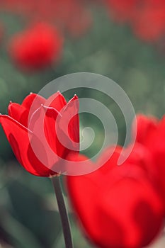 Red tulips in the feild
