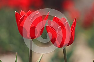Macro of red tulips in the feild