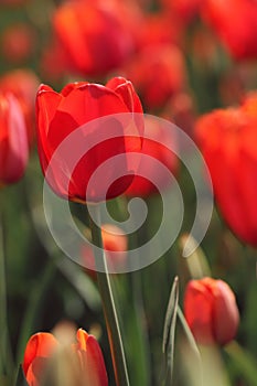 Macro of red tulips in the feild