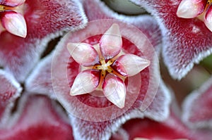 Macro red wax plant flower photo