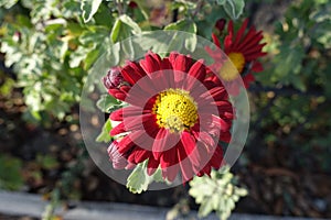 Macro of red and yellow flower of Chrysanthemum in November