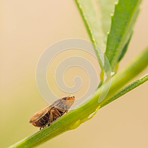 Macro of Resting Leafhopper