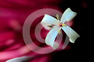 Macro, Rhododendron flower, Florida