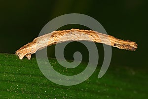 Macro of Riband Wave Moth Larva