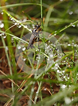 Macro of robber fly in rain