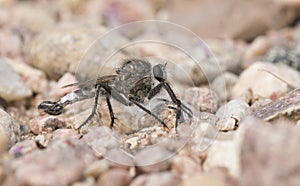 Macro of Robber Fly on Rocky Ground