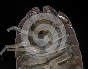 Macro of roly-poly or woodlous bug