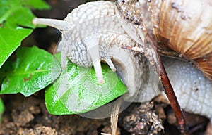Macro roman snail eats leaf photo