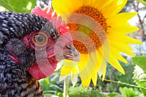 Macro Rooster and Sunflower