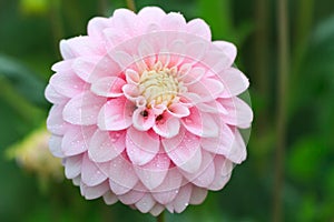 Macro of a rose dahlia