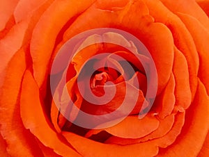 Macro of Rose Flower Orange Color.