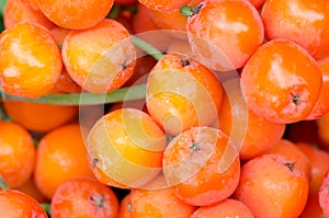 Macro of rowan berries