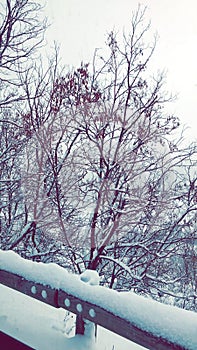 Snow trees
