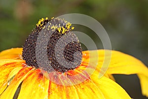 Macro of Rudbeckia hirta, Black-Eyed Susan flower