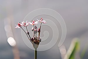 Macro of Rush flower (Butomus umbellatus)