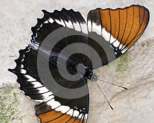 Macro Rusty-Tipped Page Brush-footed Butterfly