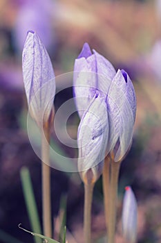 Saffron Flowers Crocus speciosus
