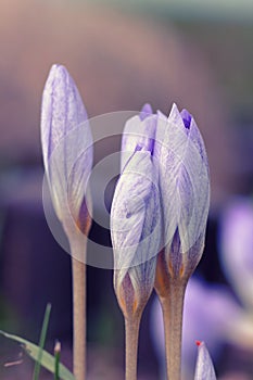 Saffron Flowers (Crocus speciosus)