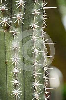 Macro of a Saguaro cactus sharp spines and areole.