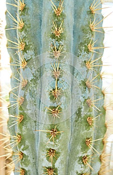 Macro of a Saguaro cactus sharp spines and areole. Close up of a wild cactus plant in the desert. Texture and botanical background photo