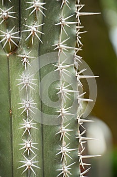 Macro of a Saguaro cactus sharp spines and areole. photo