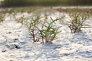 Macro Salicornia europaea, salt steppe plant, common glasswort, halophytic