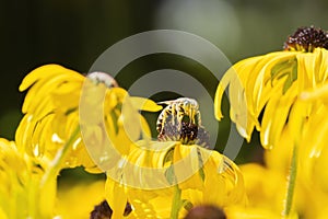 Macro of a Sandwasp Bembicini on Goldstrum Black-eyed Susan Flowers