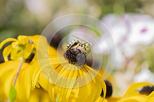 Macro of a Sandwasp Bembicini on Goldstrum Black-eyed Susan Flowers