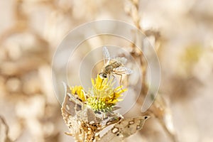 Macro of a Sandwasp Bembicini on Goldstrum Black-eyed Susan Flowers