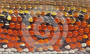 Macro of scales of fire skink, Mochlus fernandi