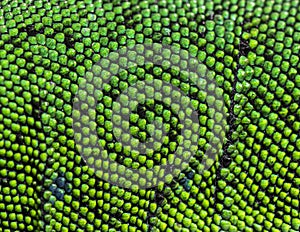 Macro of scales of Timon pater specie of Wall lizard